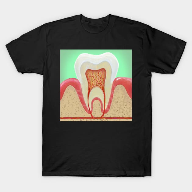 Medical illustration Tooth Anatomy T-Shirt by KO-of-the-self